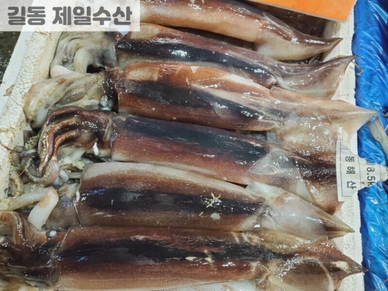 빈손장보기,국산오징어(선동) 2마리