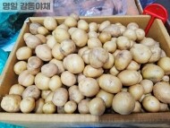 알감자(1kg)